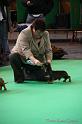 Crufts2011_2 578